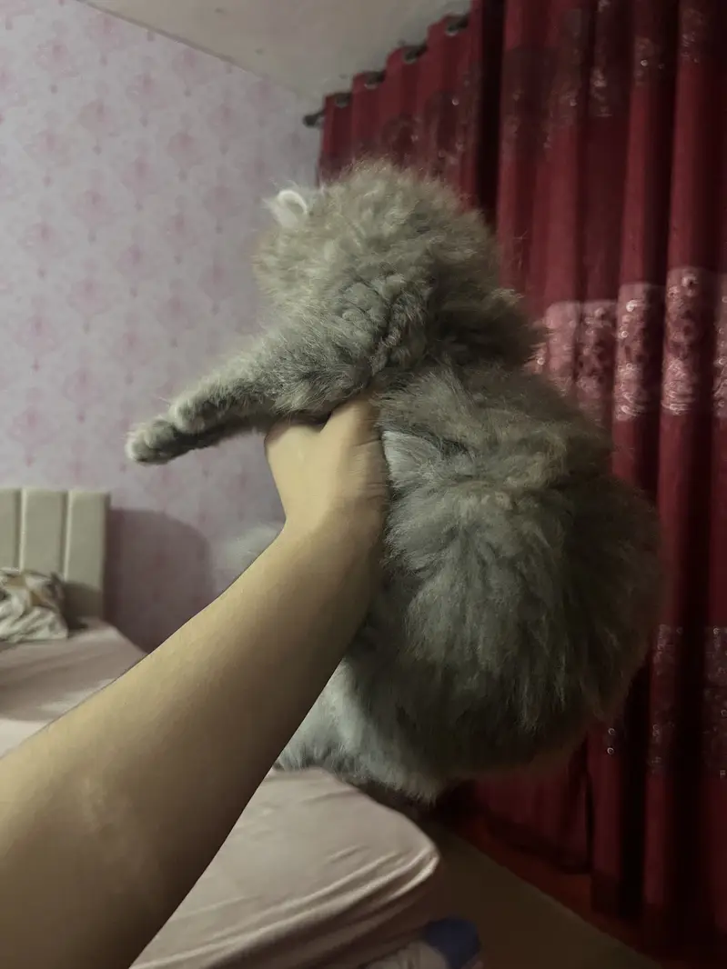 Persian Kittens Pair — photo 3