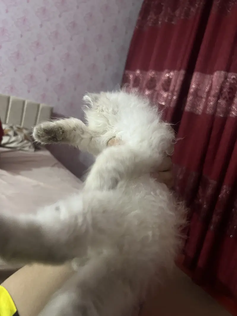 Persian Kittens Pair — photo 4