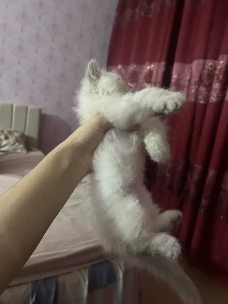 Persian Kittens Pair — photo 5