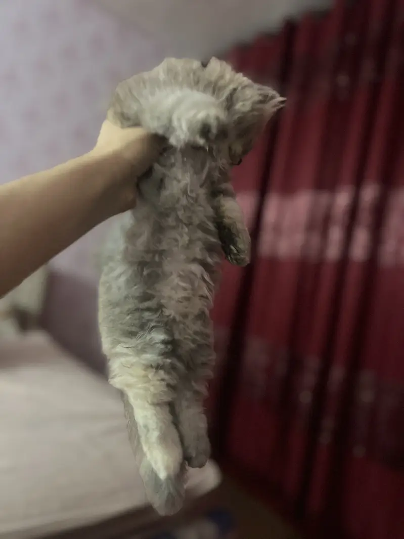 Persian Kittens Pair — photo 6
