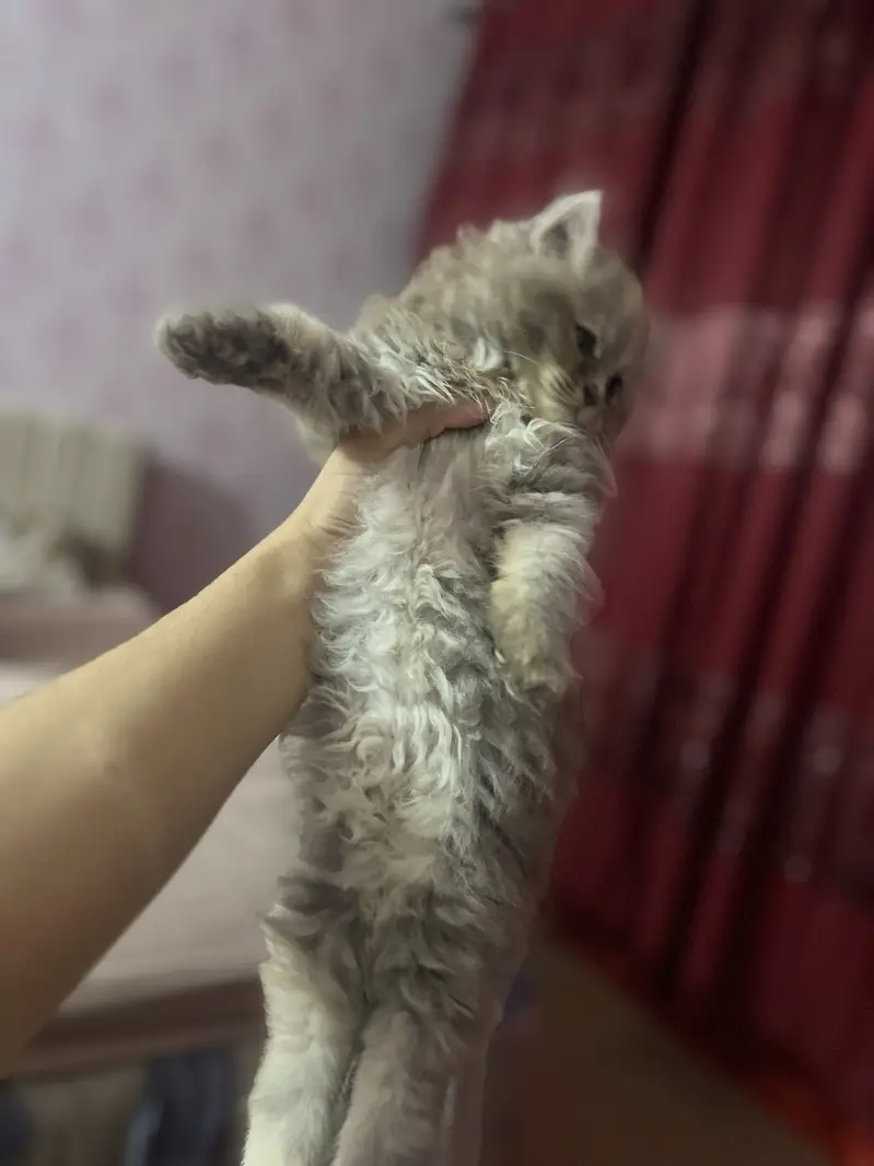 Persian Kittens Pair — photo 7
