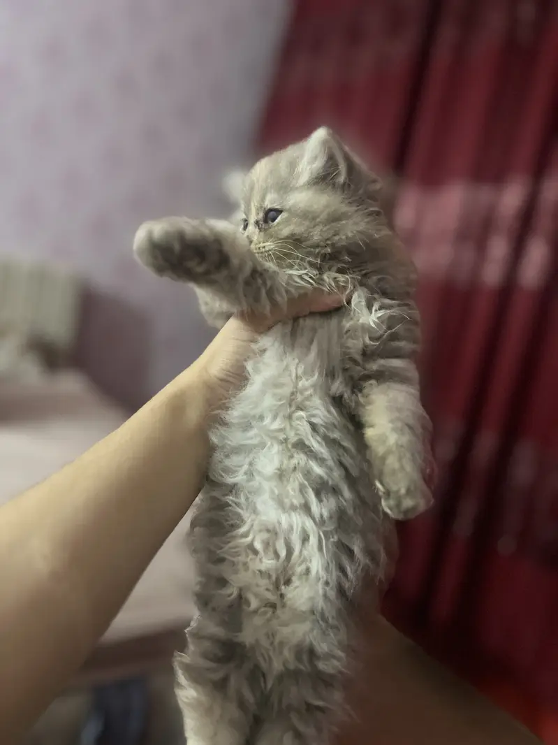 Persian Kittens Pair — photo 8