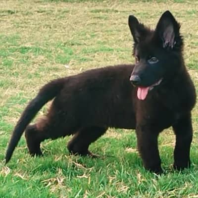 black German shepherd puppy