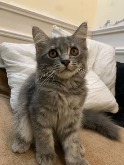 Male kitten