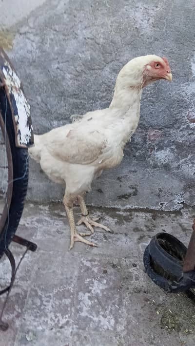 high quality shamo female