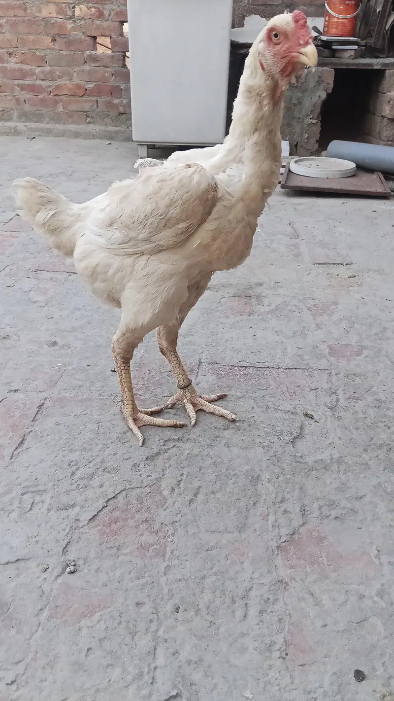 high quality shamo female — photo 3