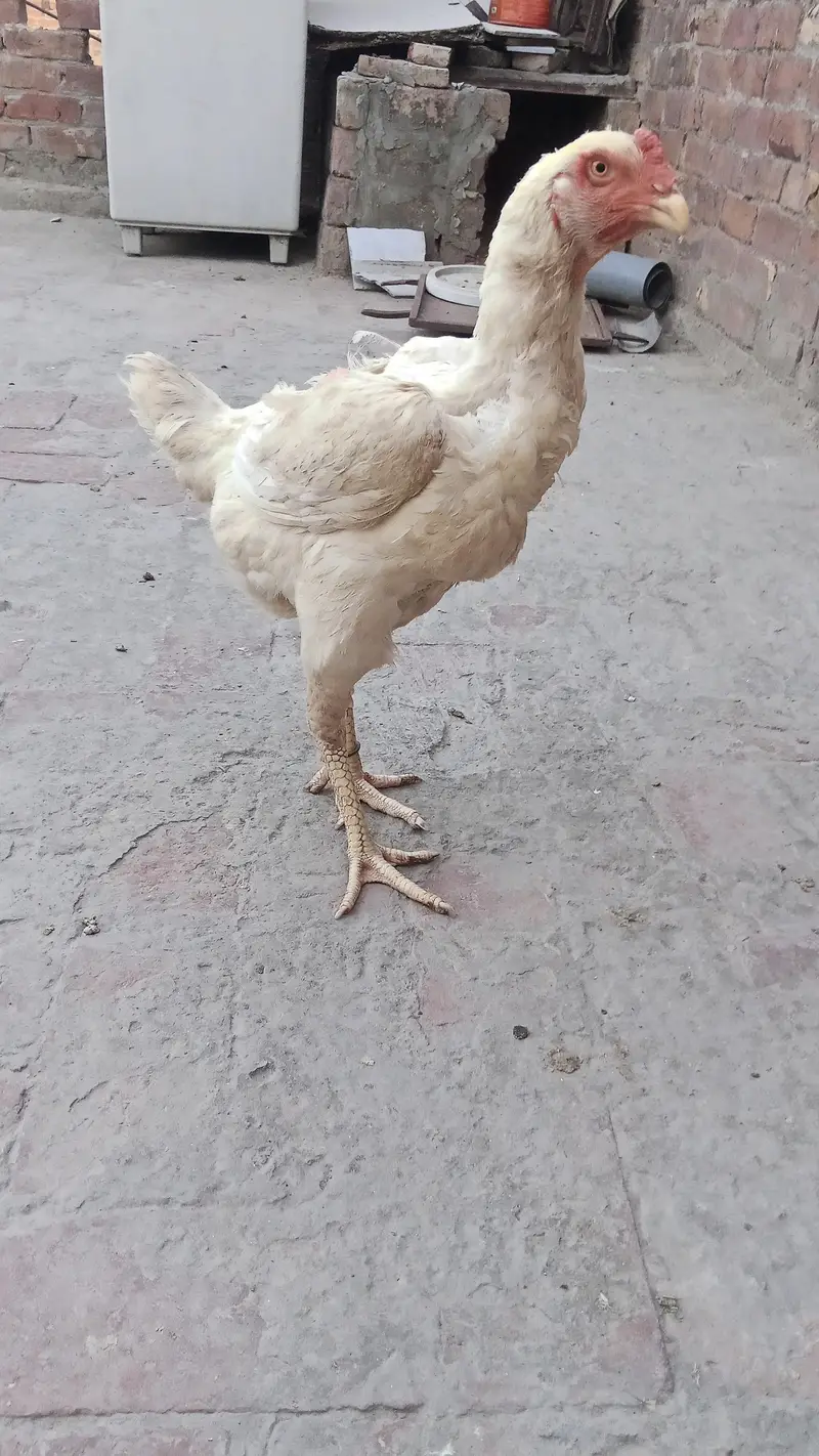 high quality shamo female — photo 4
