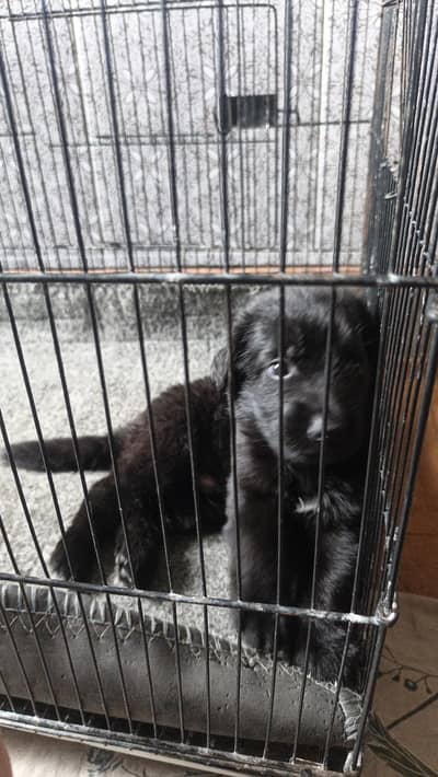 German Shepherd Black Male Puppy