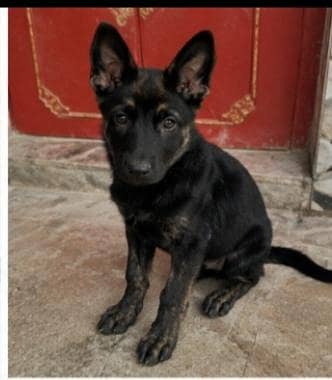 pure Belgian milanois army guard dog for sale intelligent and healthy