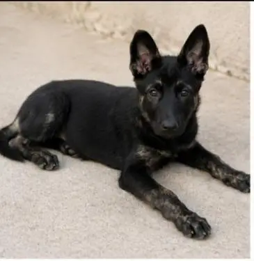 pure Belgian milanois army guard dog for sale intelligent and healthy — photo 2