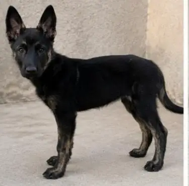 pure Belgian milanois army guard dog for sale intelligent and healthy — photo 3