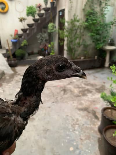 100%pure thai black skin back eyes koi cross nhi pure imported