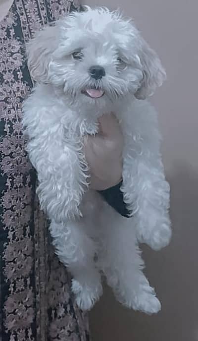 shitzu puppy