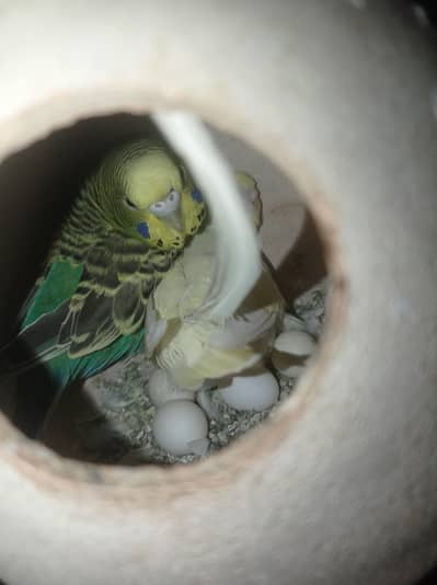 Budgies and love birds