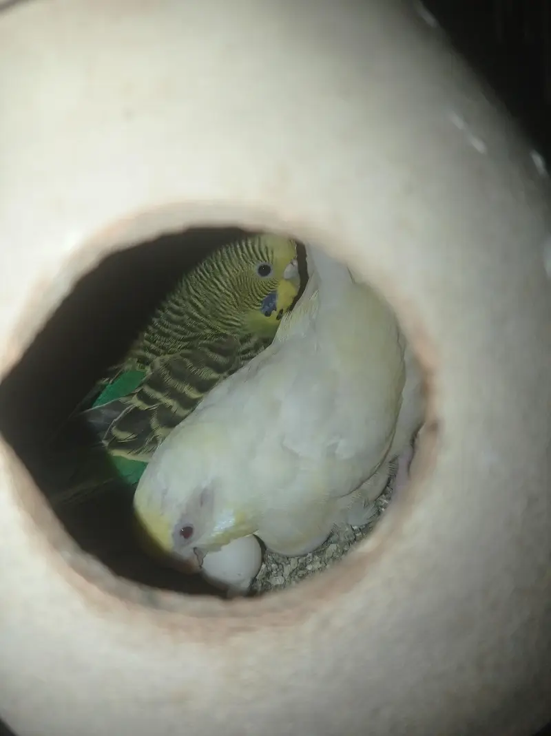 Budgies and love birds — photo 2