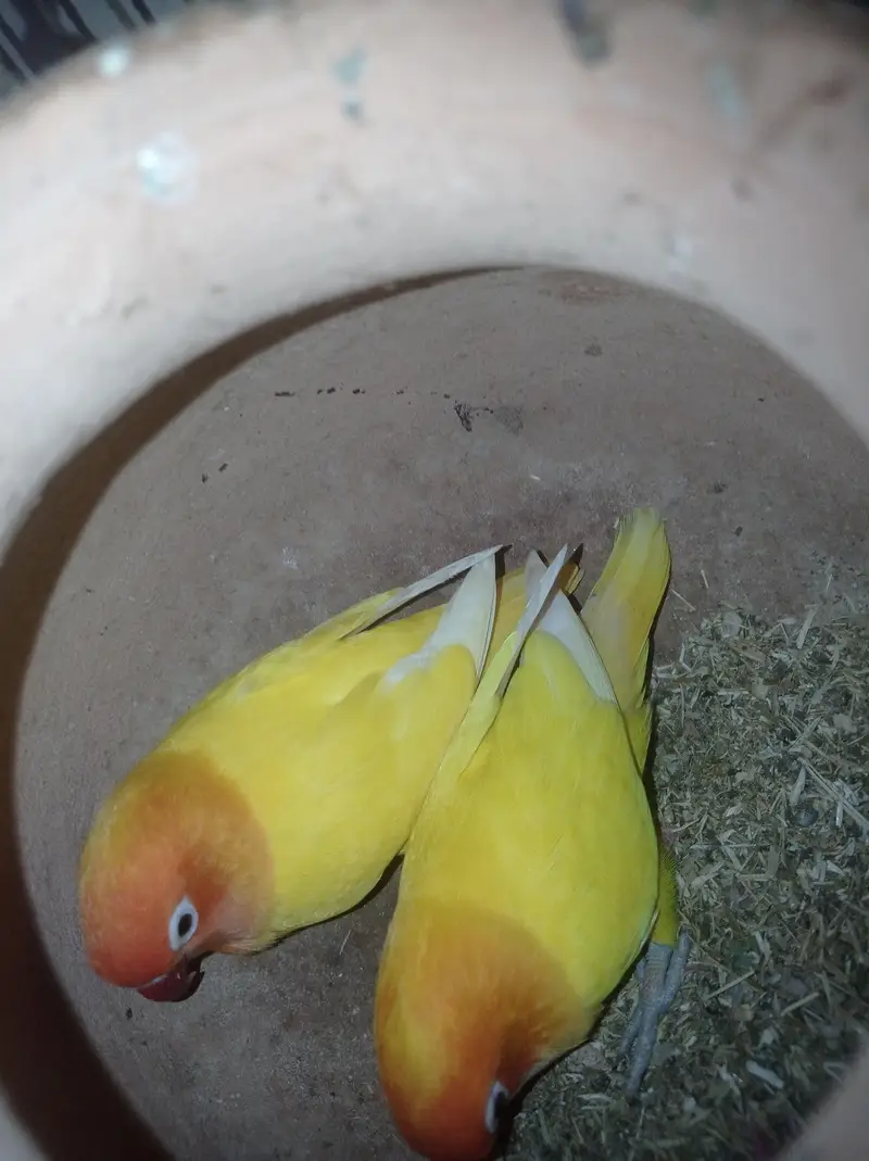 Budgies and love birds — photo 3