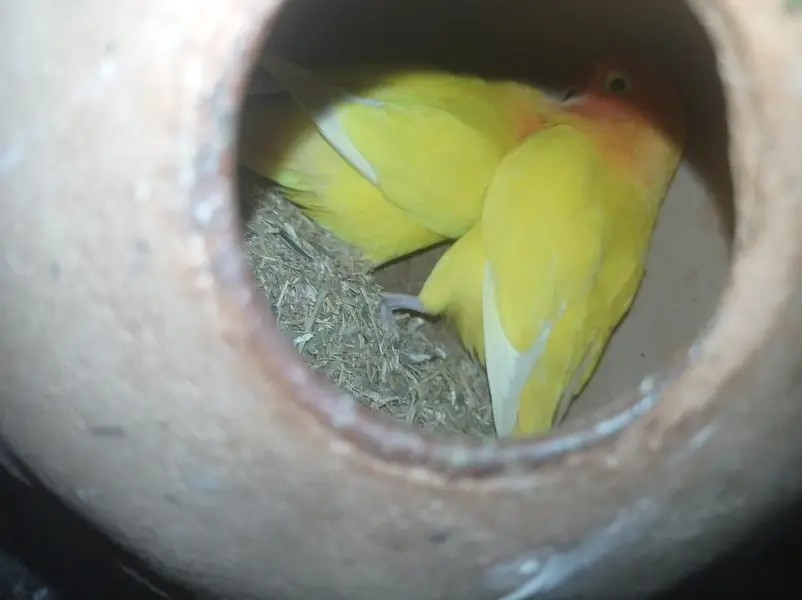 Budgies and love birds — photo 4
