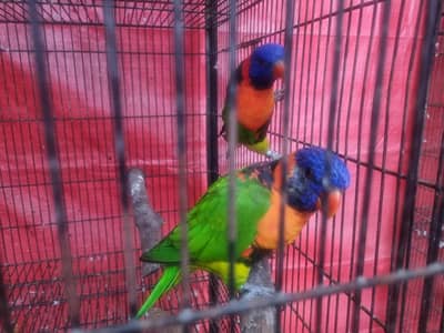 red collar lorry pair