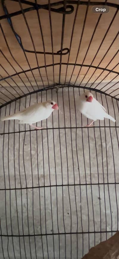 1 white Java pair