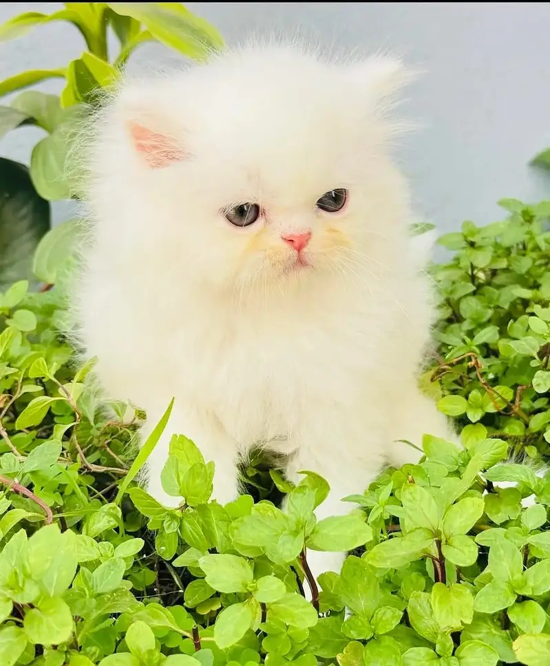 Quality Persian Punchface cat & kitten. moreWhatsApp 03704601746 — photo 3