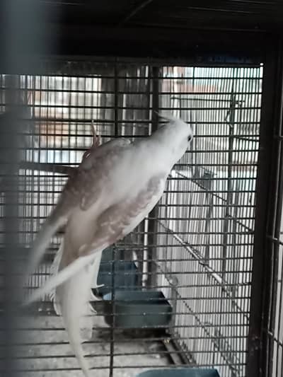 vpied cocktail for sale