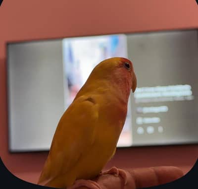 tame lovebird