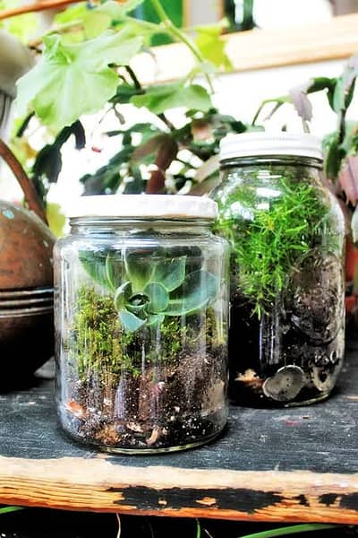 Terrarium