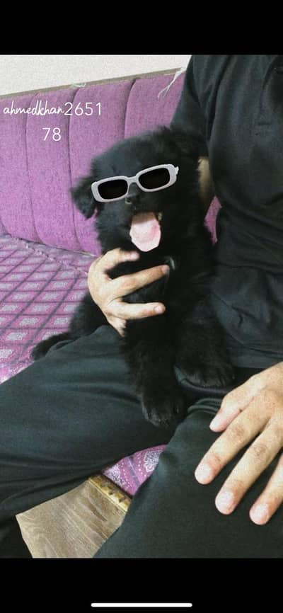 German Shepherd Black Male Puppy