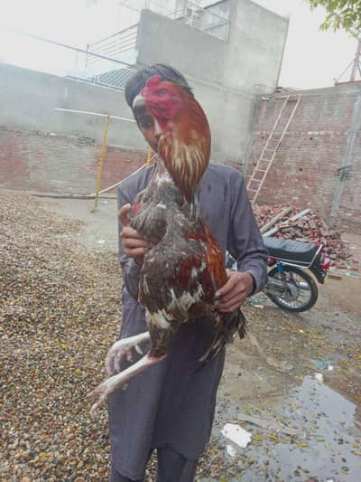 aseel sindhi