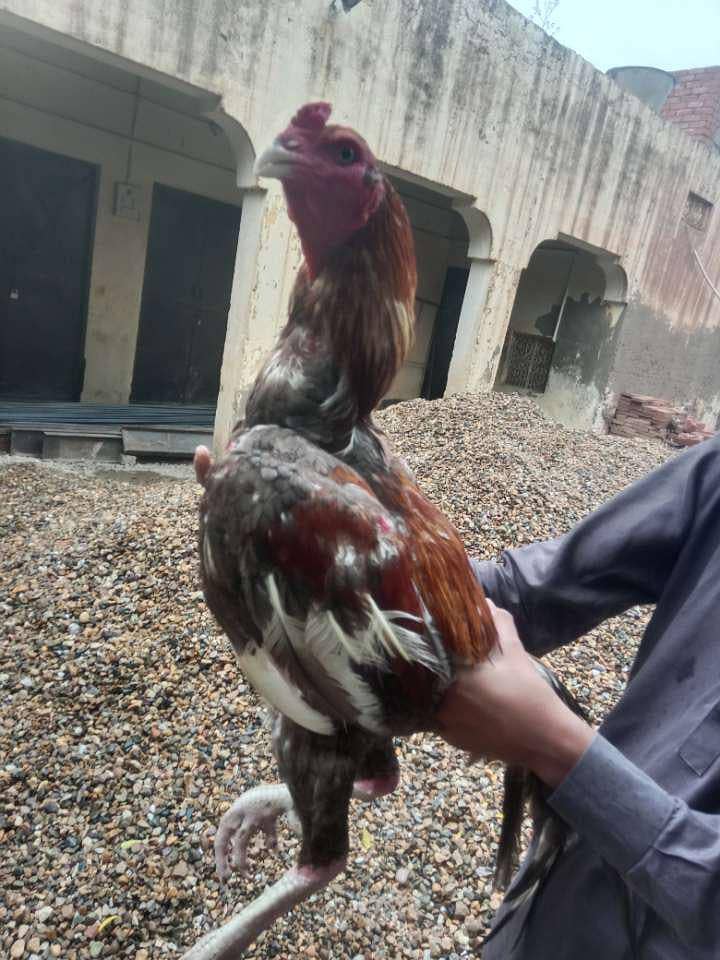 aseel sindhi 3