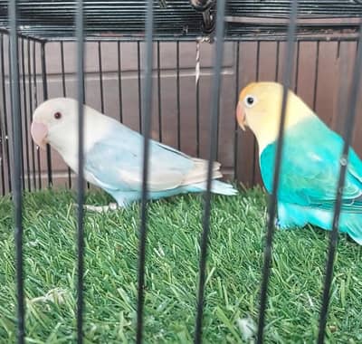 pale fellow opaline split pale fellow op lutino op