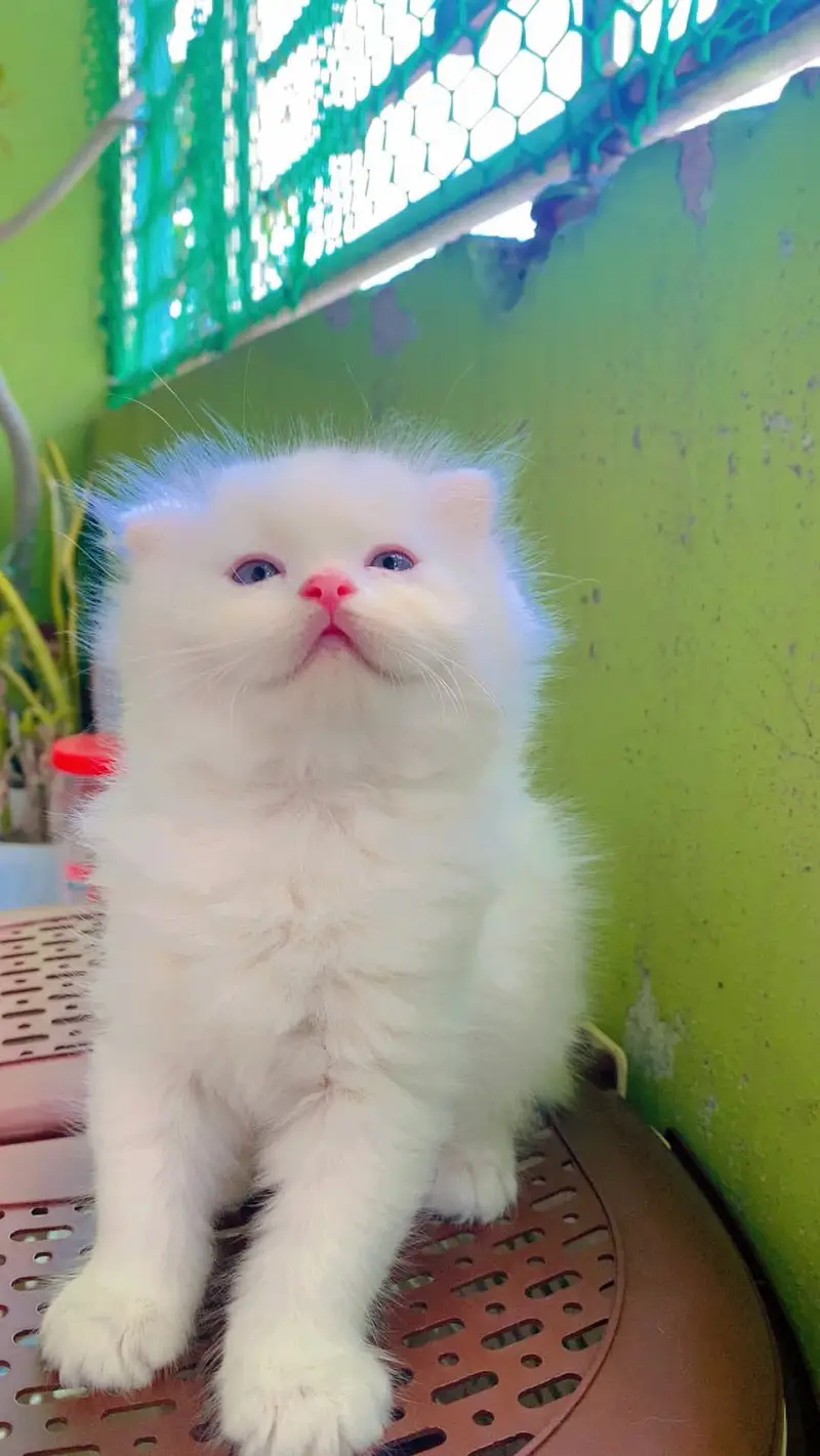 Quality Persian Punchface cat & kitten. moreWhatsApp 03704601746 — photo 3