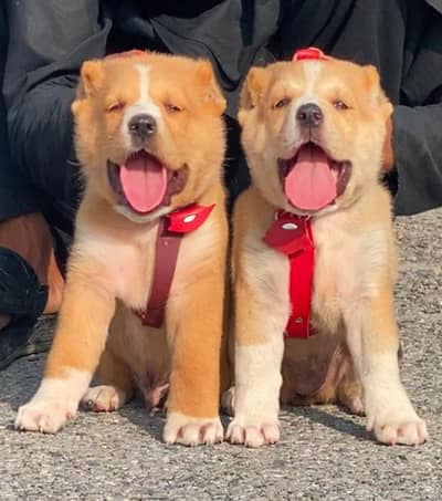 Afghan Kuchi Dog's For sale