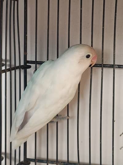 Albino for sale