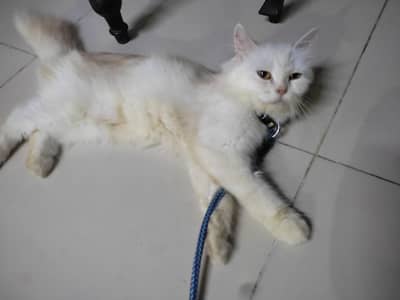cute Female cat for sale
