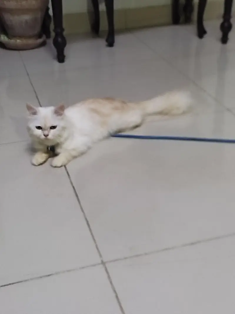 cute Female cat for sale — photo 2