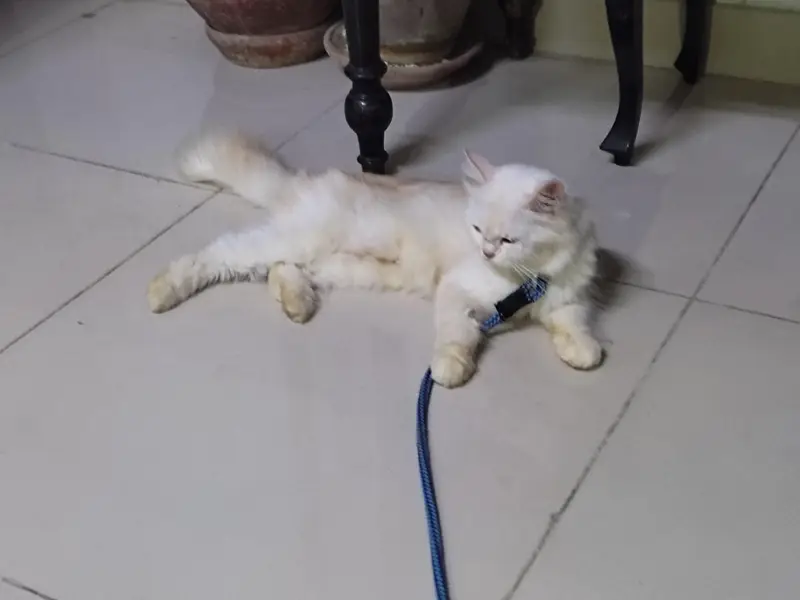 cute Female cat for sale — photo 3