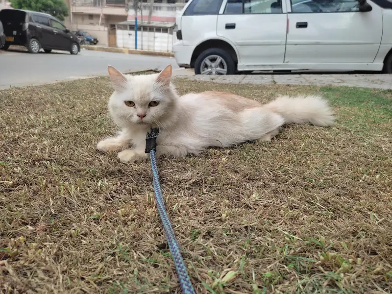 cute Female cat for sale — photo 4