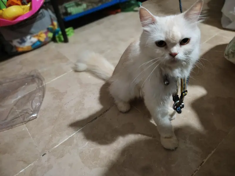 cute Female cat for sale — photo 5