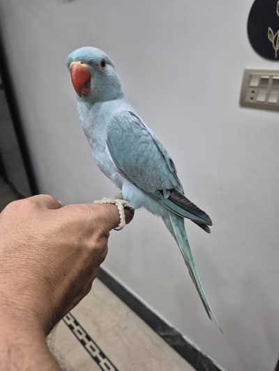 Blue ringneck tamed