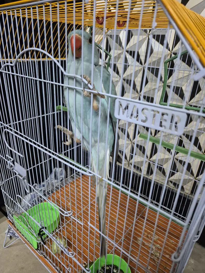 Blue ringneck tamed — photo 2