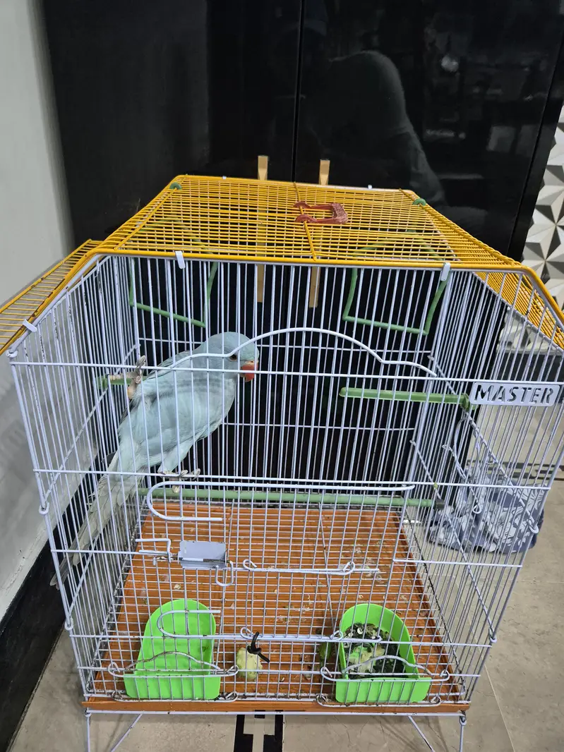 Blue ringneck tamed — photo 3