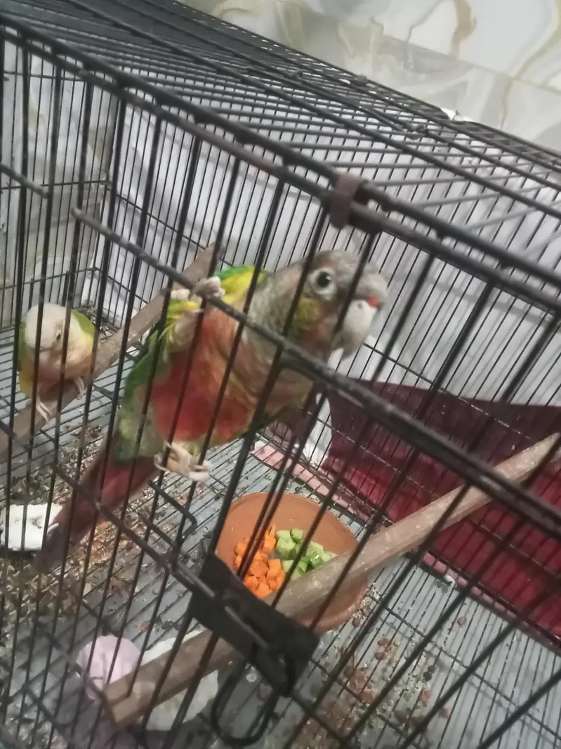Pineapple Too Green Chick Conor And Love Bird — photo 4