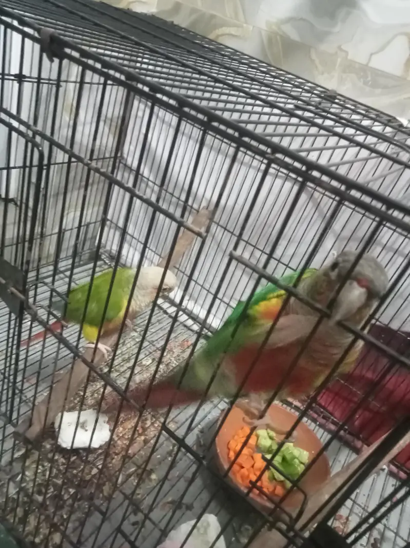 Pineapple Too Green Chick Conor And Love Bird — photo 5