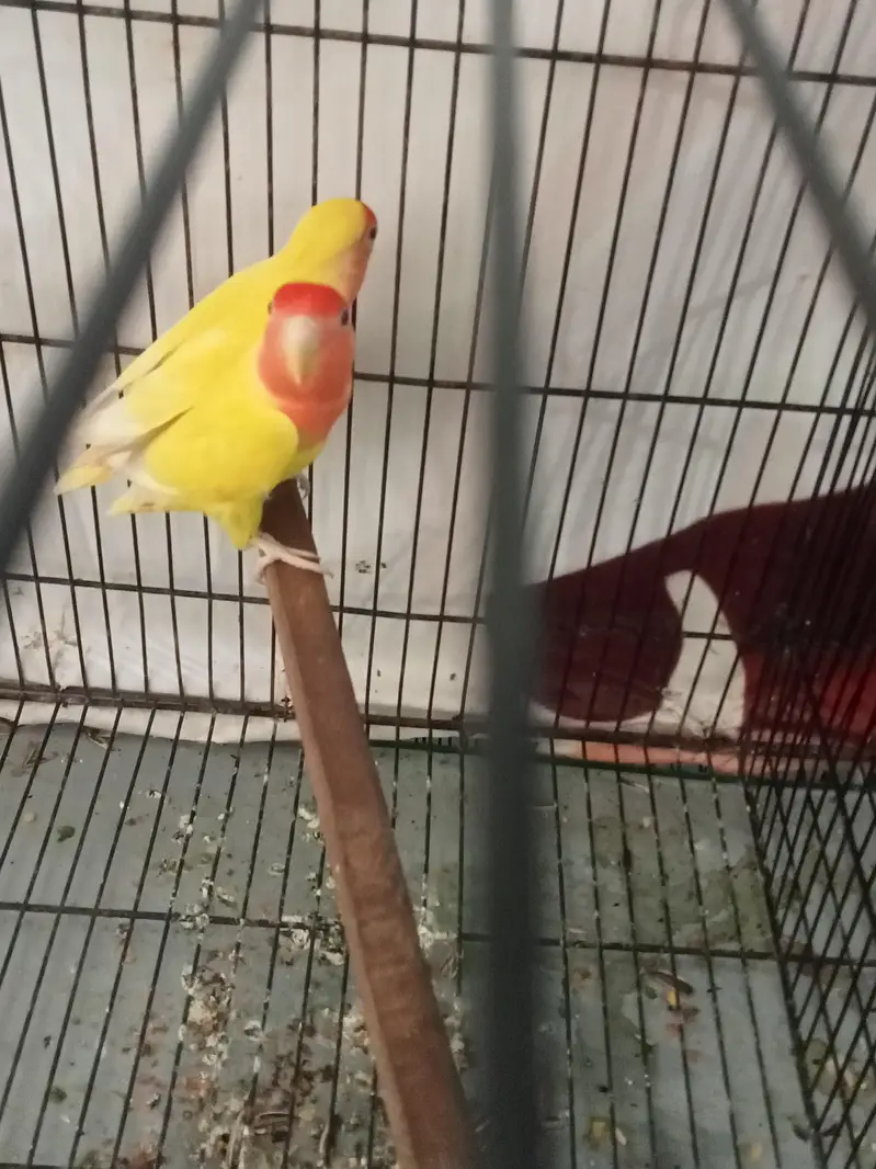 Pineapple Too Green Chick Conor And Love Bird — photo 7