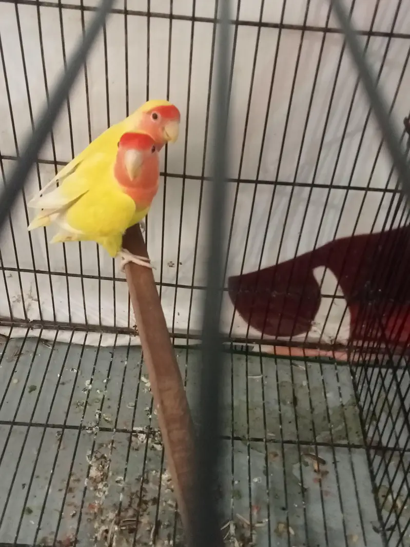 Pineapple Too Green Chick Conor And Love Bird — photo 8
