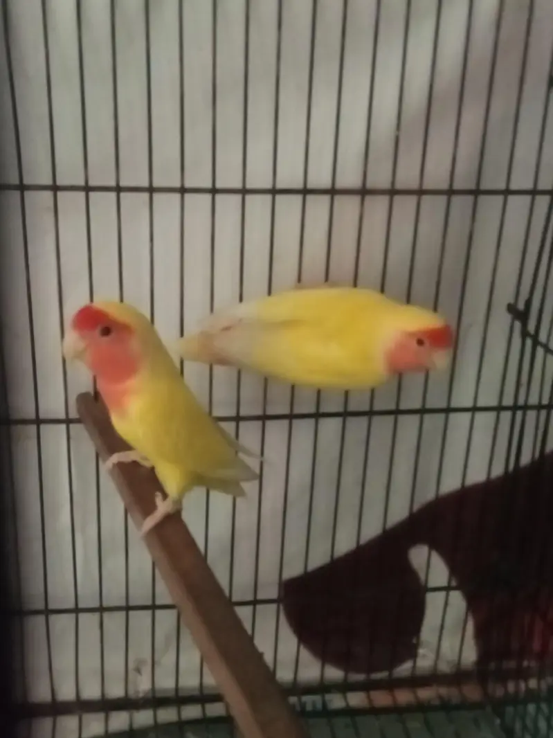 Pineapple Too Green Chick Conor And Love Bird — photo 9