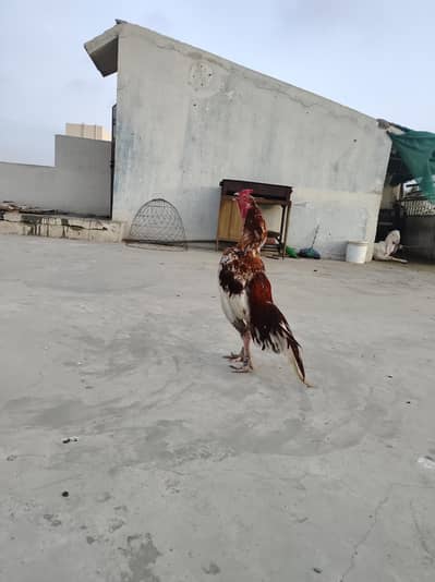 Aseel murga achi nasal k