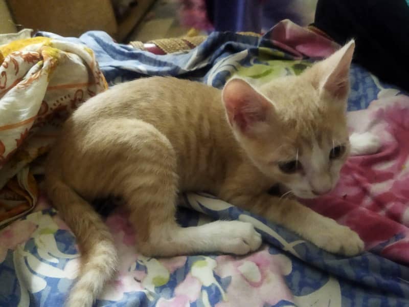 kittens 0