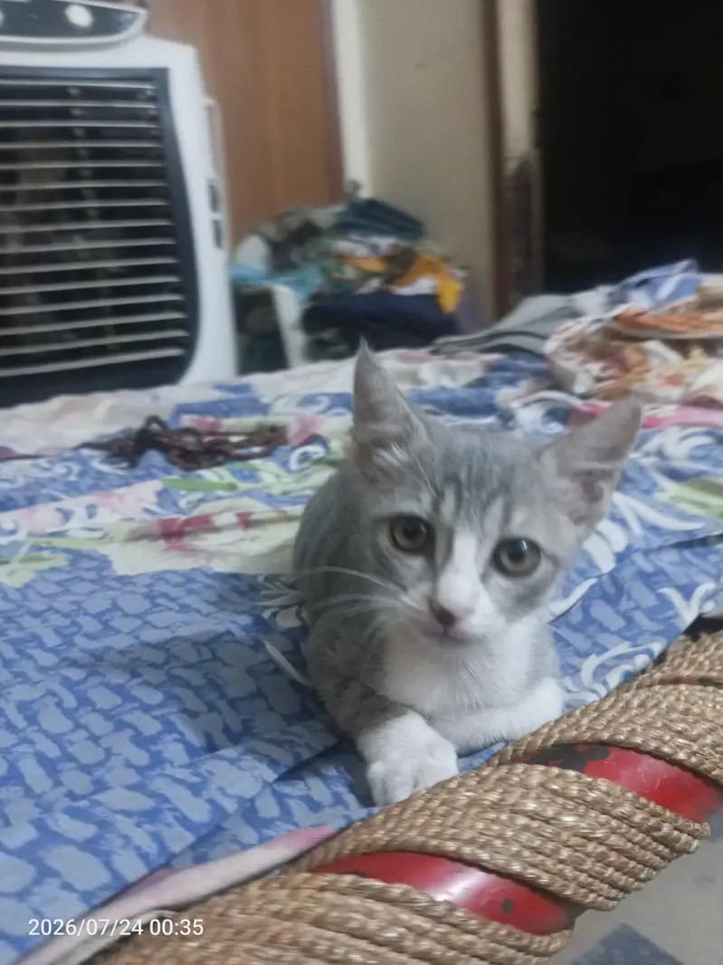 kittens — photo 2